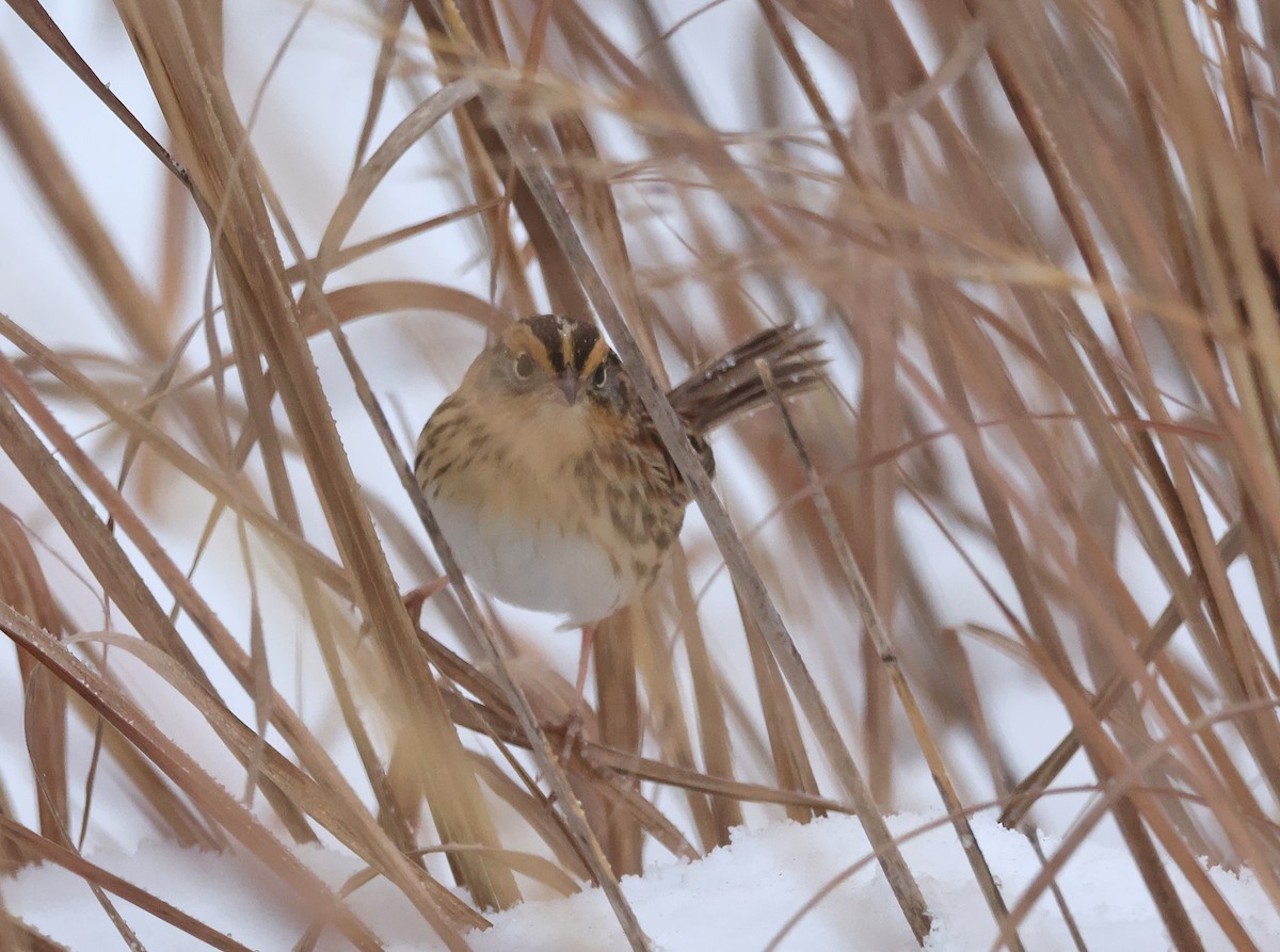 LeConte's Sparrow - ML646325807