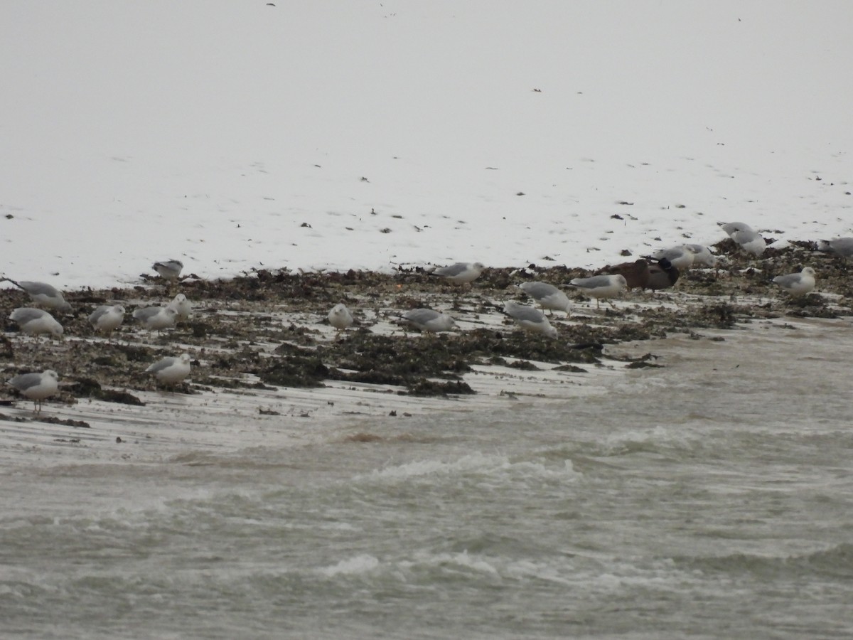 Goéland à bec cerclé - ML646325808