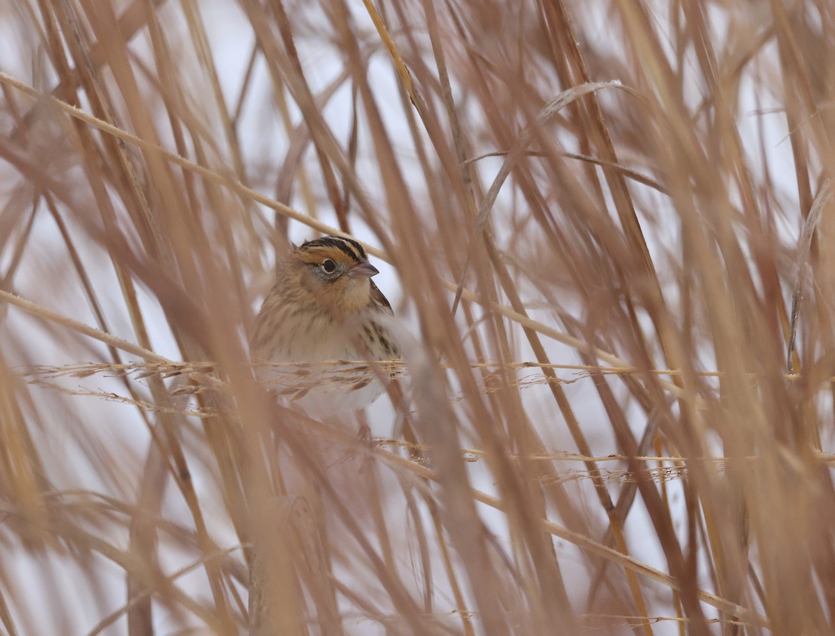 LeConte's Sparrow - ML646325809