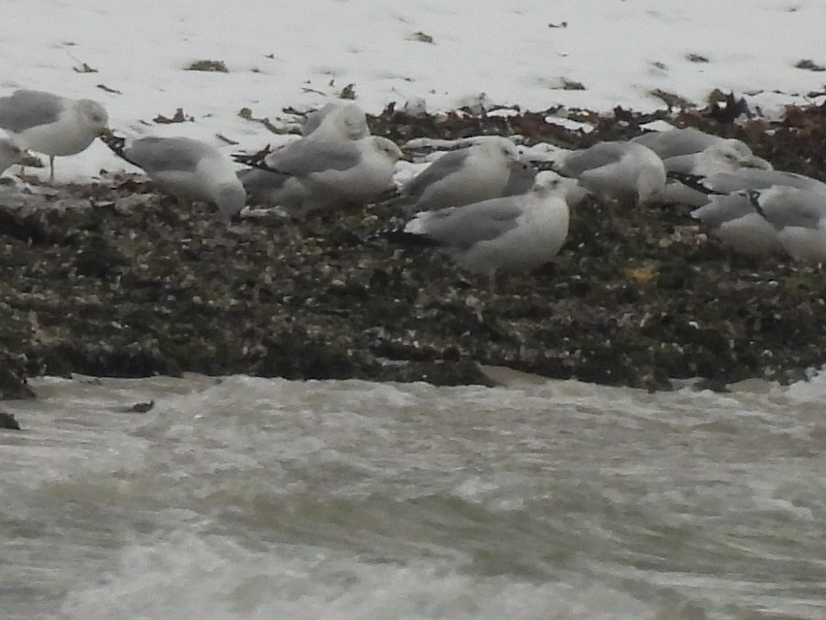 Goéland à bec cerclé - ML646325810