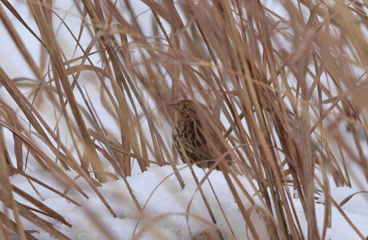 LeConte's Sparrow - ML646325811