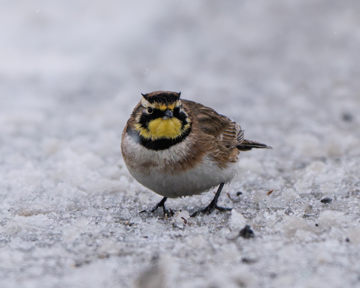 Alouette hausse-col - ML646325812