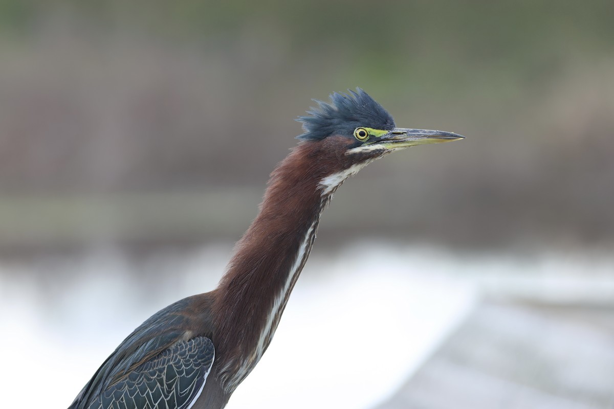 Héron vert - ML646325813