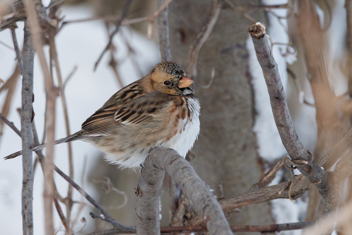 Bruant à face noire - ML646325814