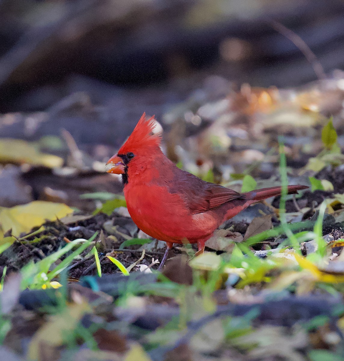 Cardinal rouge - ML646325815
