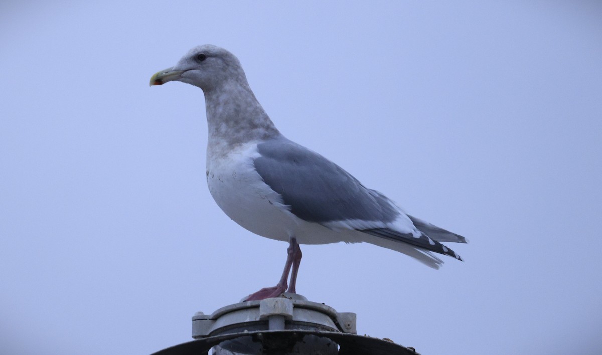 Western x Glaucous-winged Gull (hybrid) - ML646325816