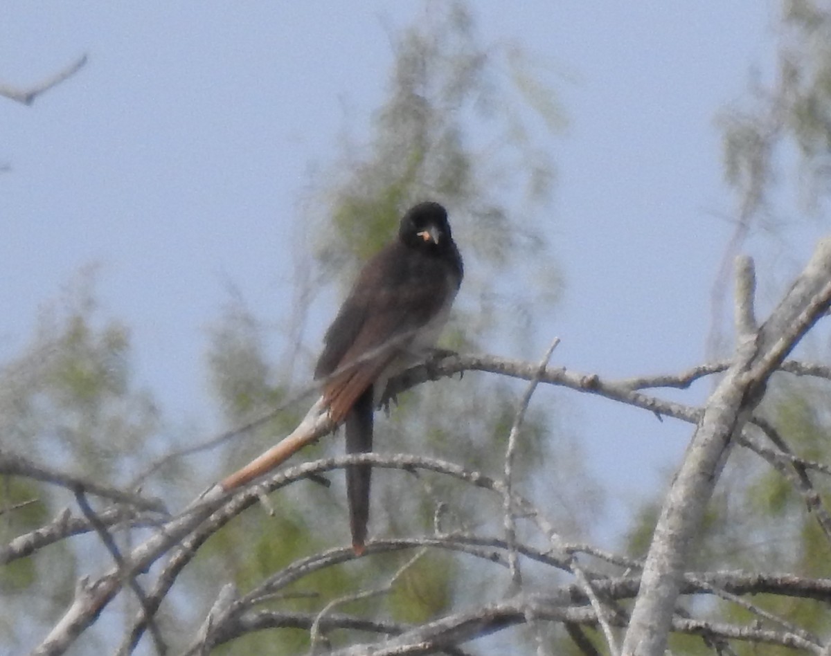 Brown Jay - ML646325817