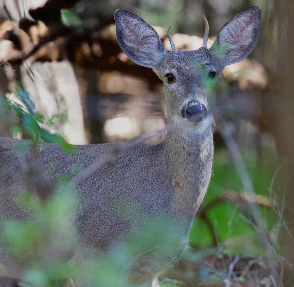White-tailed Deer - ML646325818
