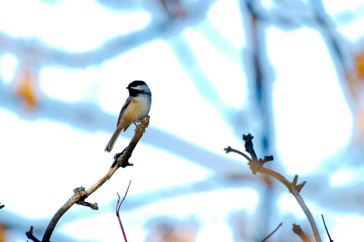 Black-capped Chickadee - ML646325821