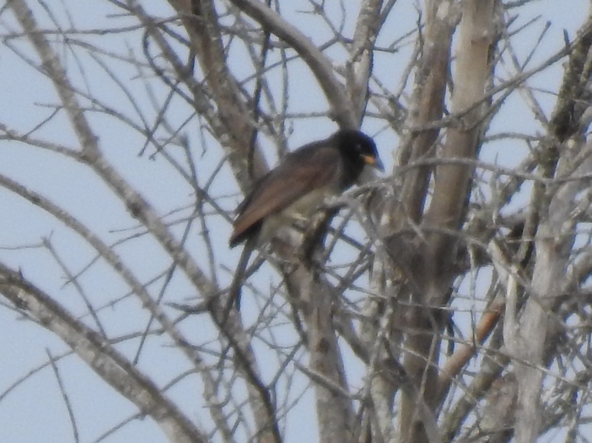 Brown Jay - ML646325824