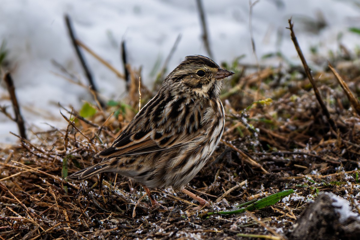 Savannah Sparrow - ML646325825