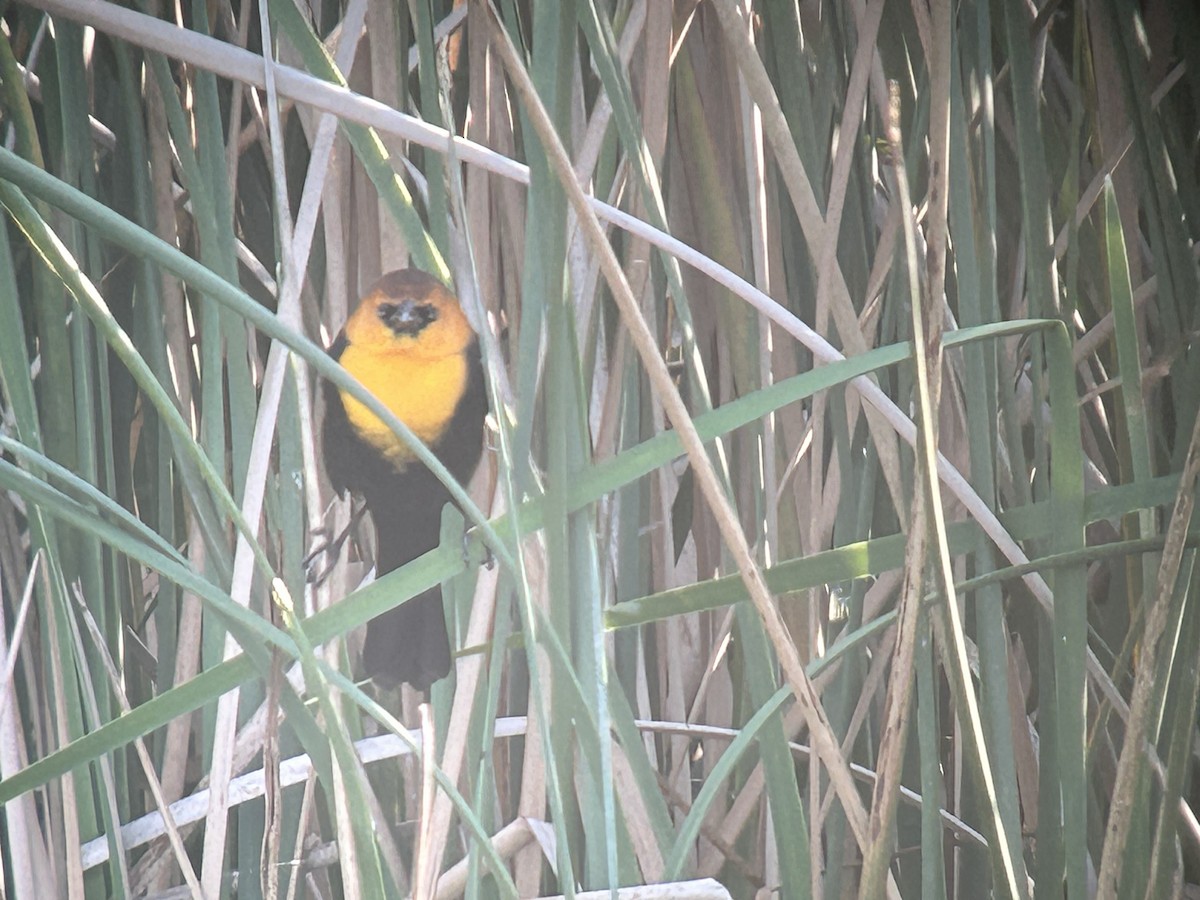 Yellow-headed Blackbird - ML646325828