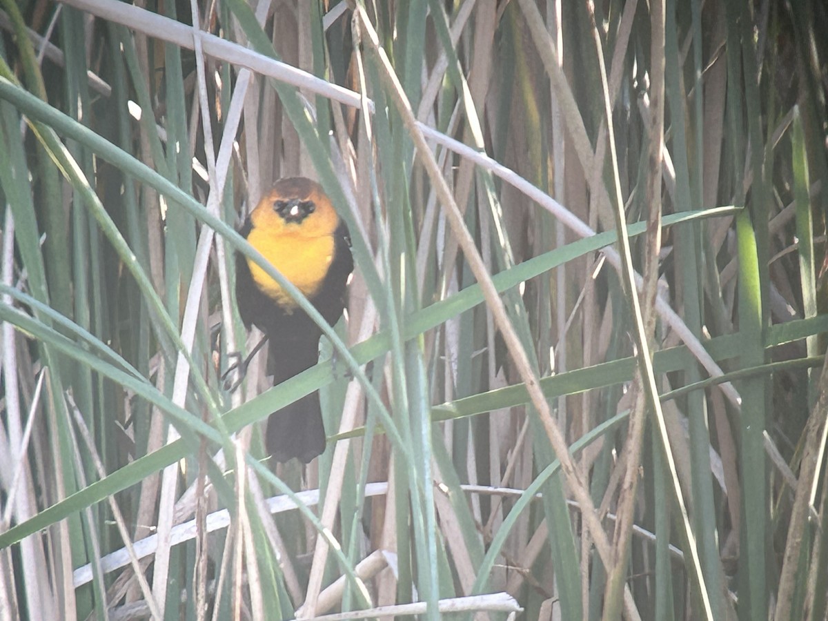 Yellow-headed Blackbird - ML646325829