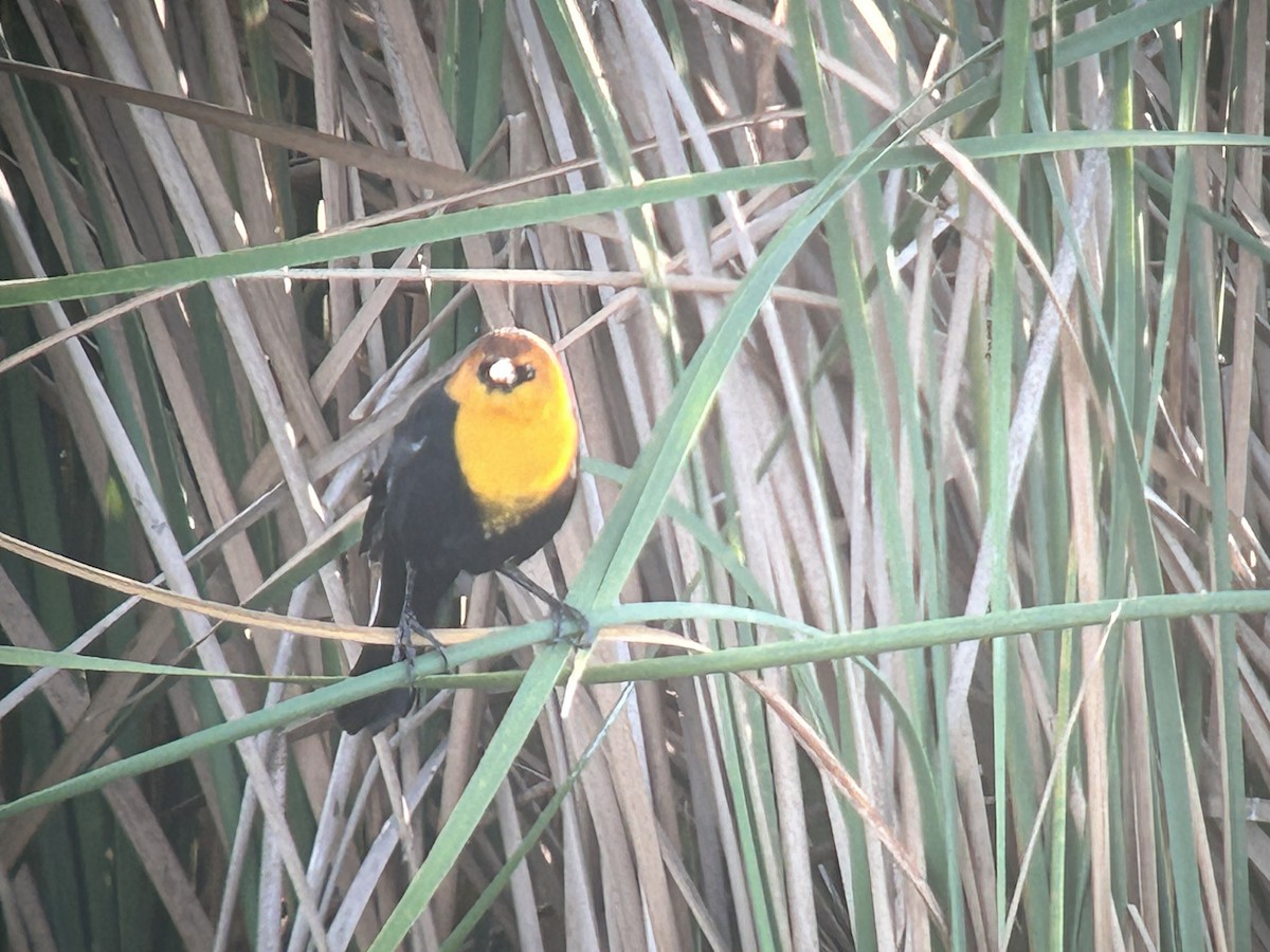 Yellow-headed Blackbird - ML646325830