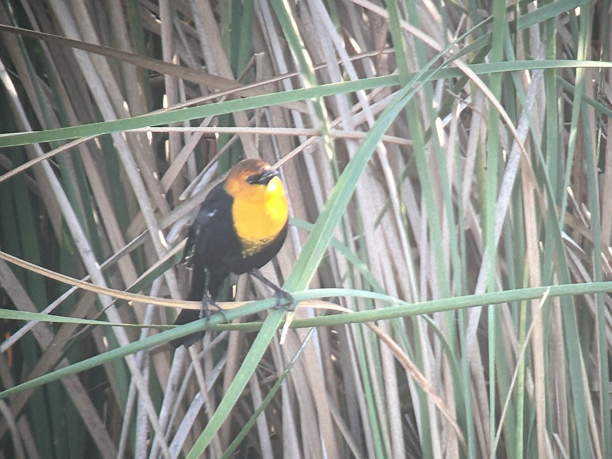 Yellow-headed Blackbird - ML646325831