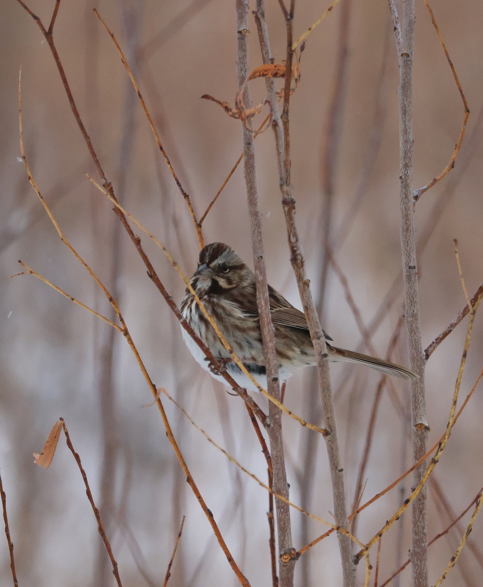 Song Sparrow - ML646325833