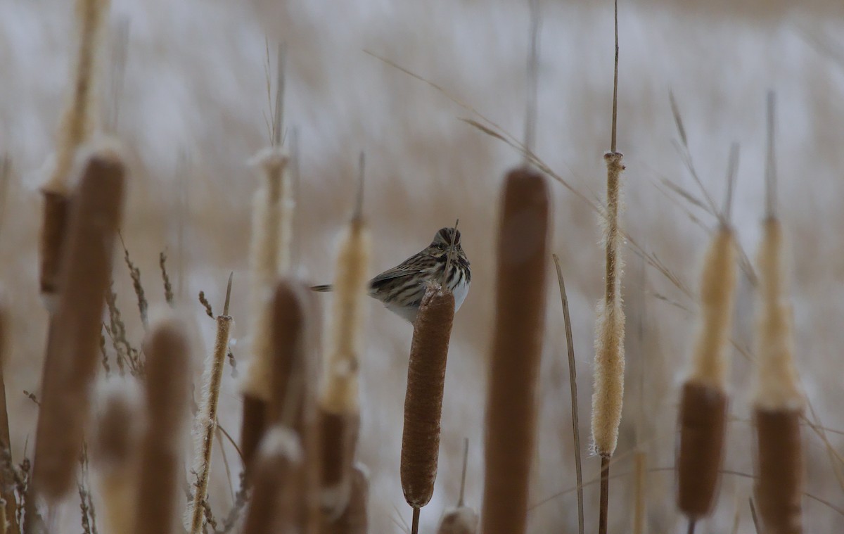 Song Sparrow - ML646325834