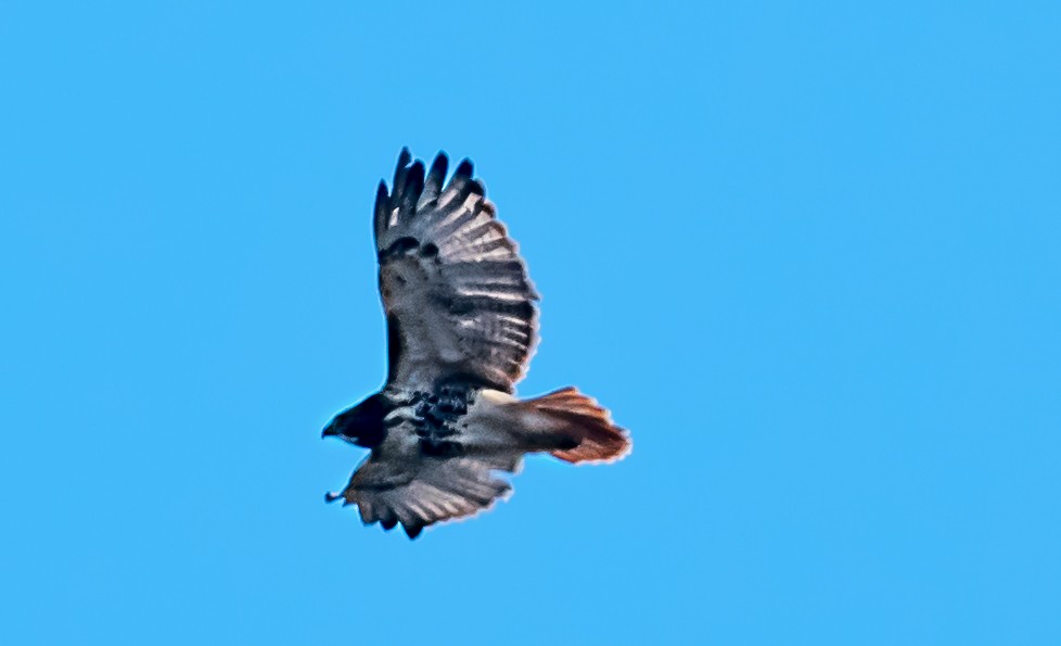 Red-tailed Hawk - ML646325836