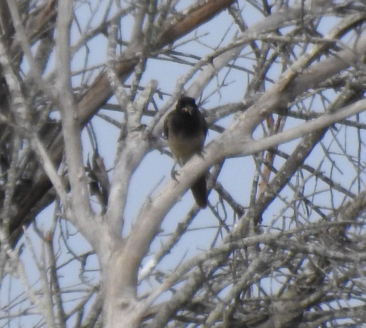 Brown Jay - ML646325841