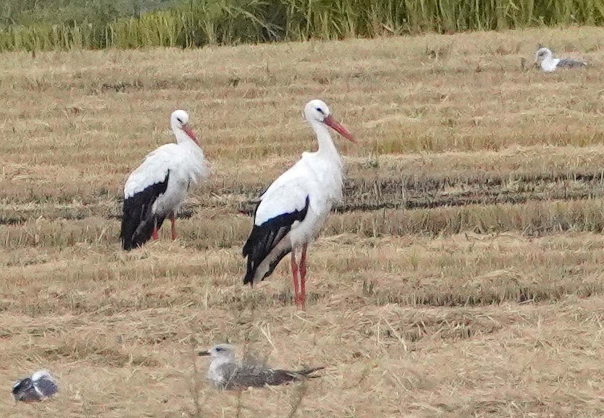 White Stork - ML646325846