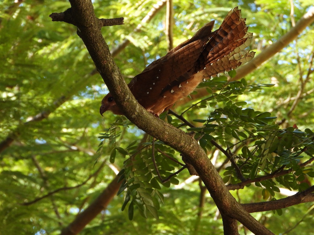 Oilbird - ML646325849