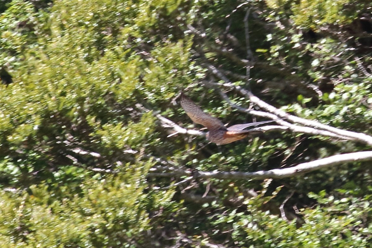 New Zealand Falcon - ML646325851