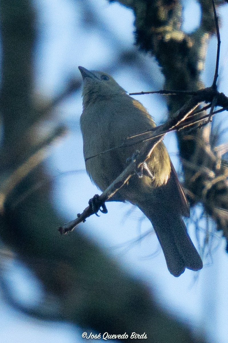 Palmentangare - ML646325852