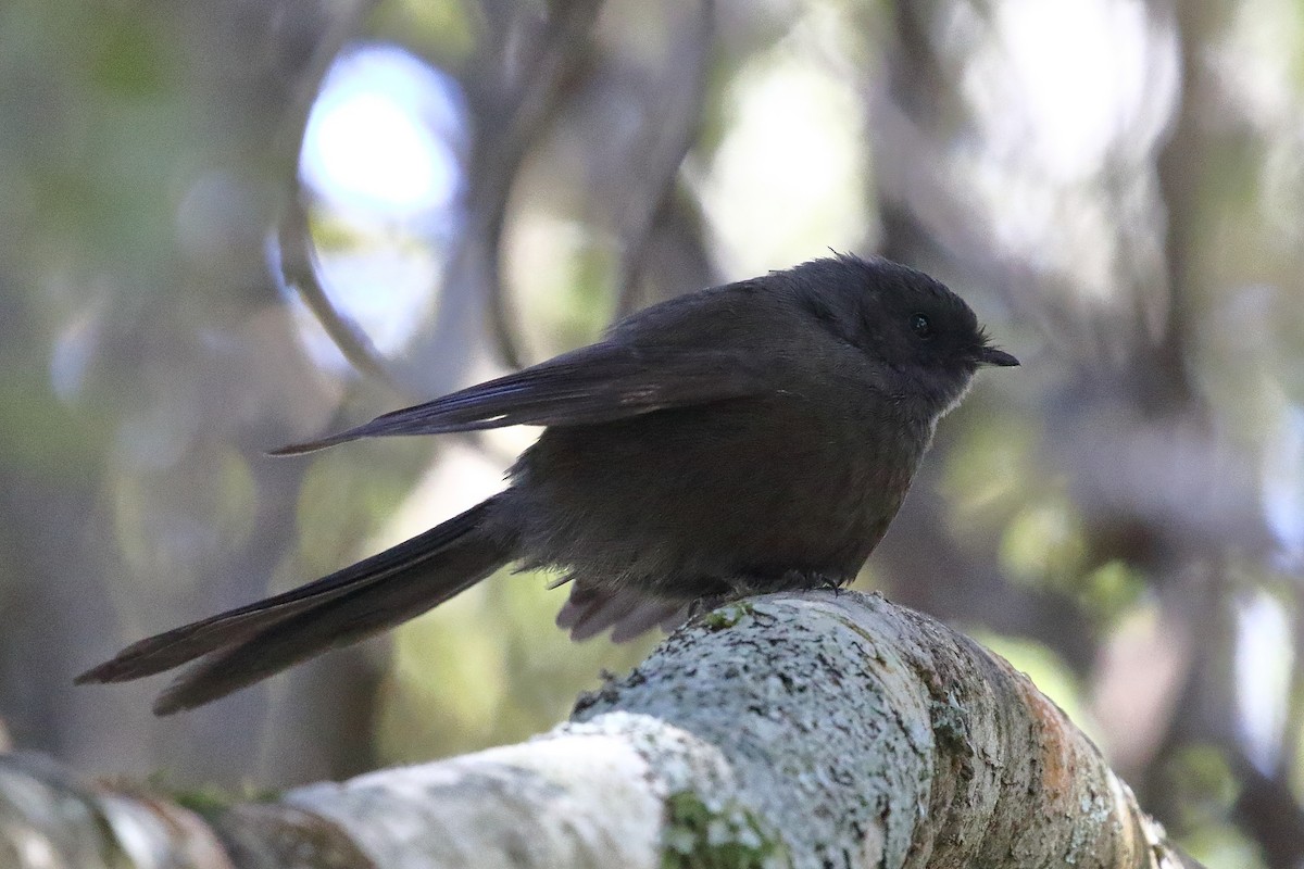 New Zealand Fantail - ML646325856