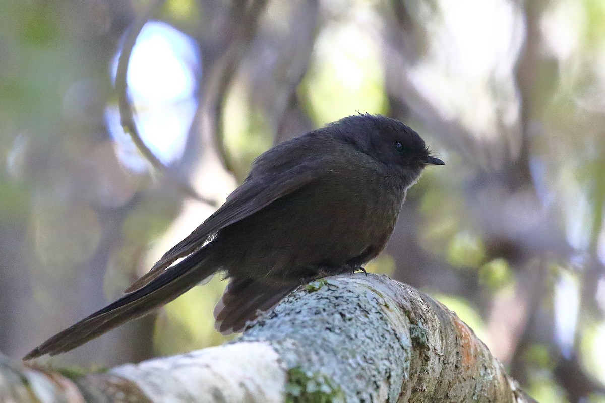 Новозеландская веерохвостка - ML646325857