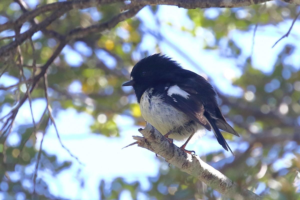 Tomtit - ML646325860