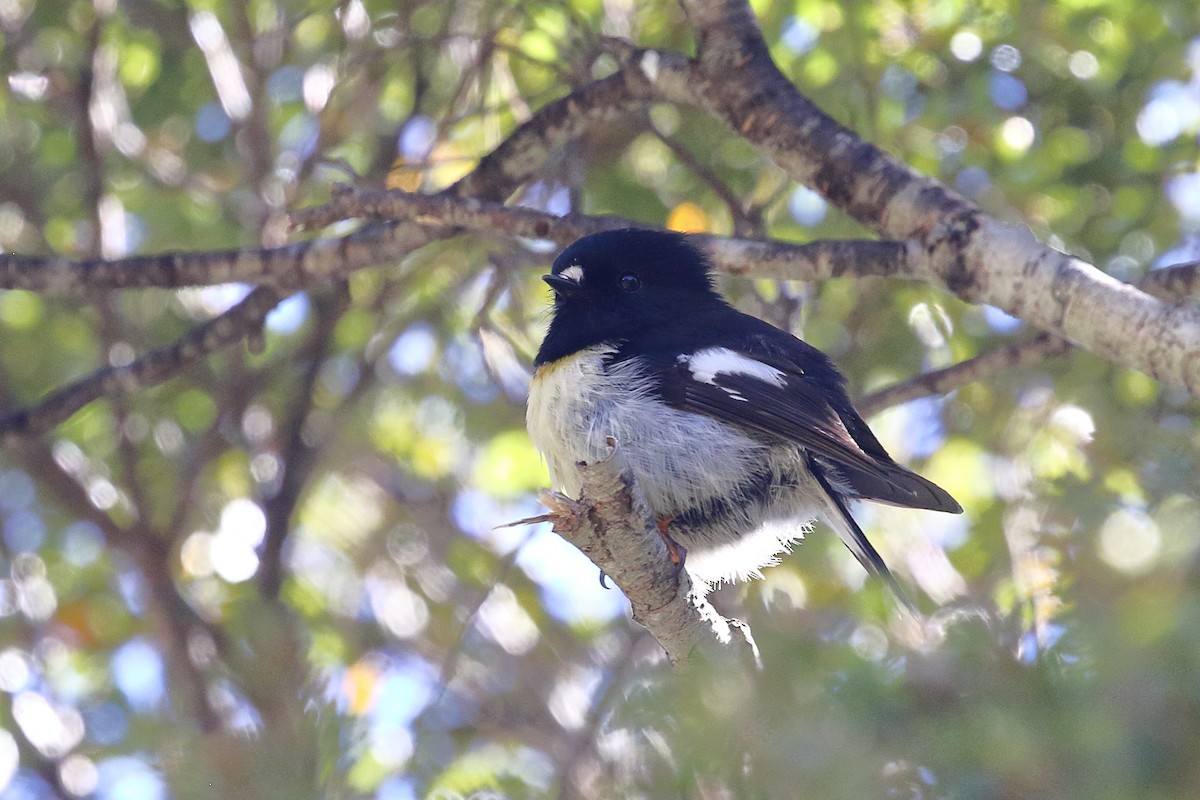 Маорийская петроика - ML646325861