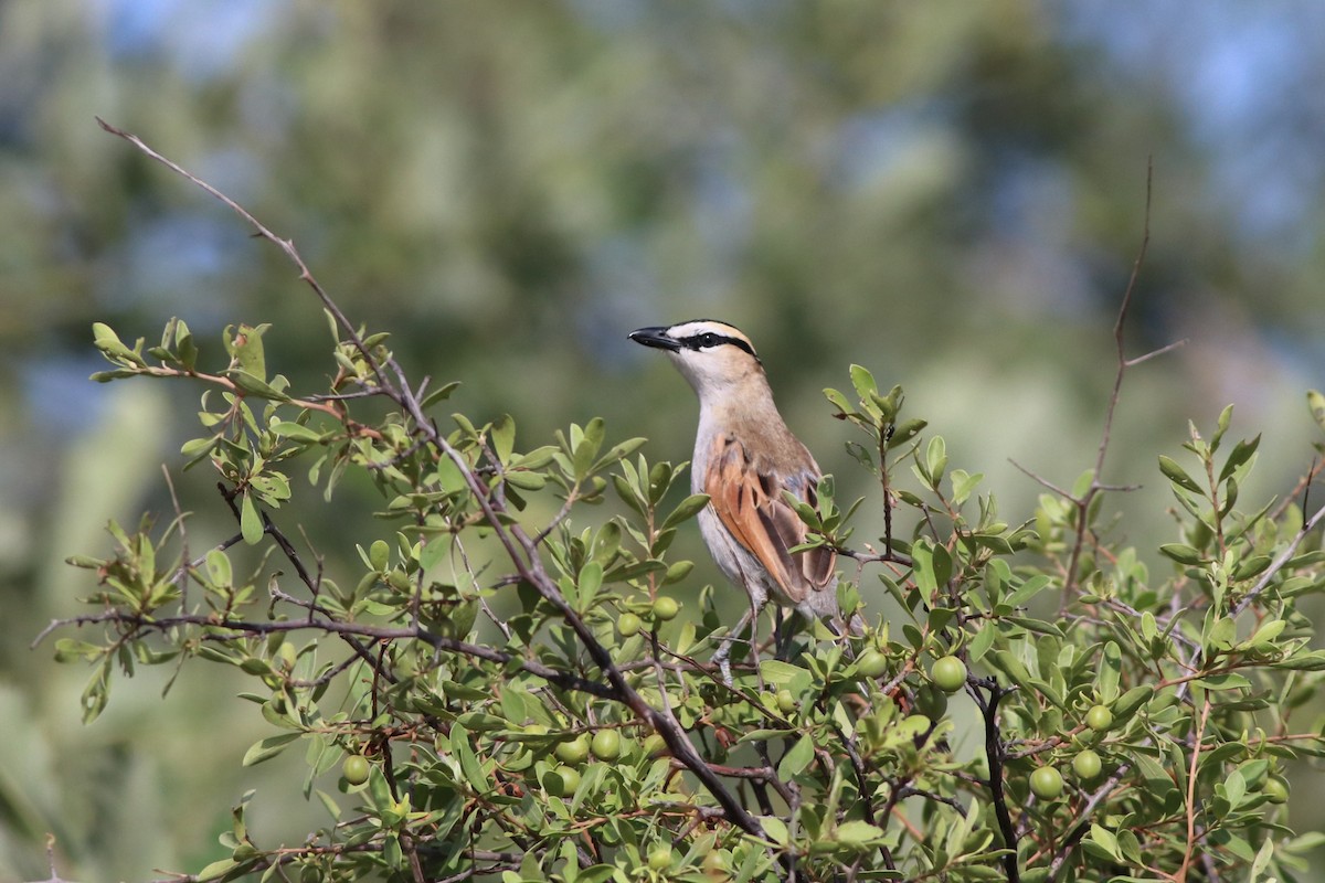 Черношапочная чагра - ML646325862