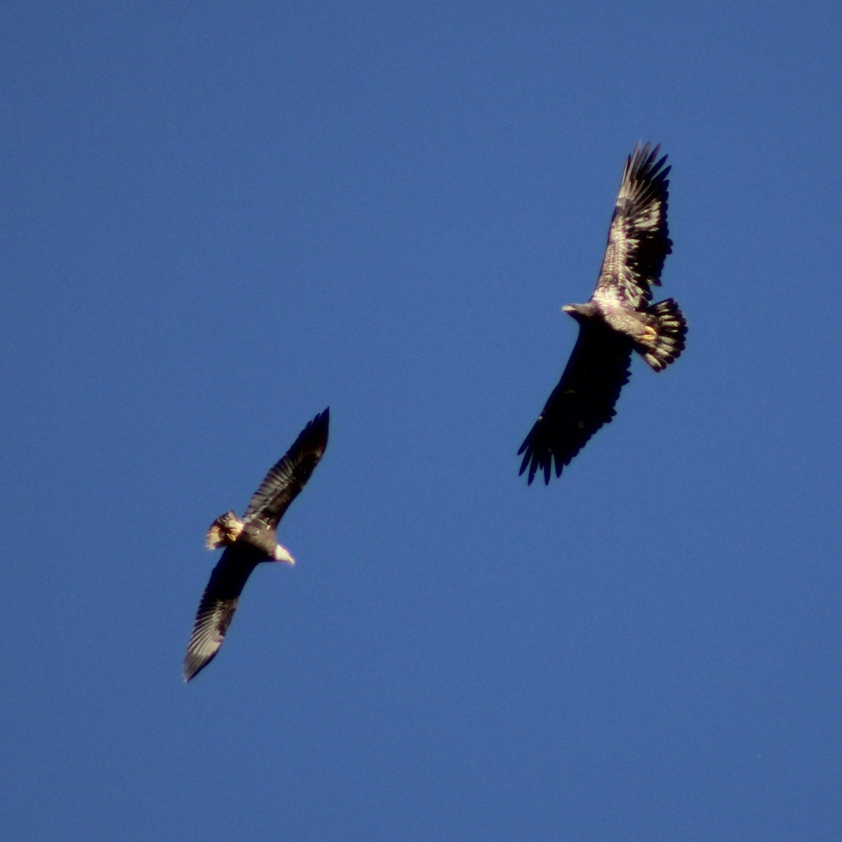 Белоголовый орлан - ML646325863