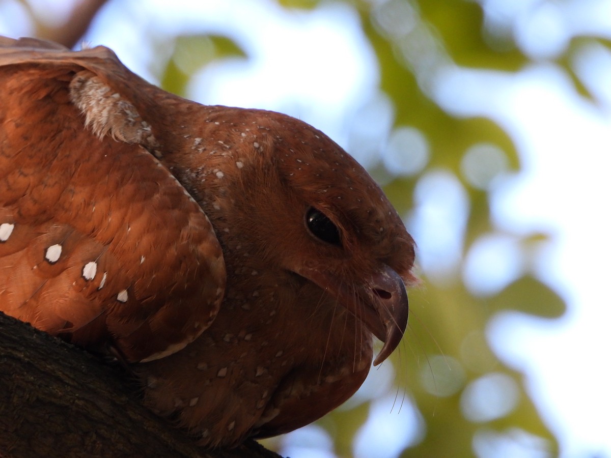 Гуахаро - ML646325864