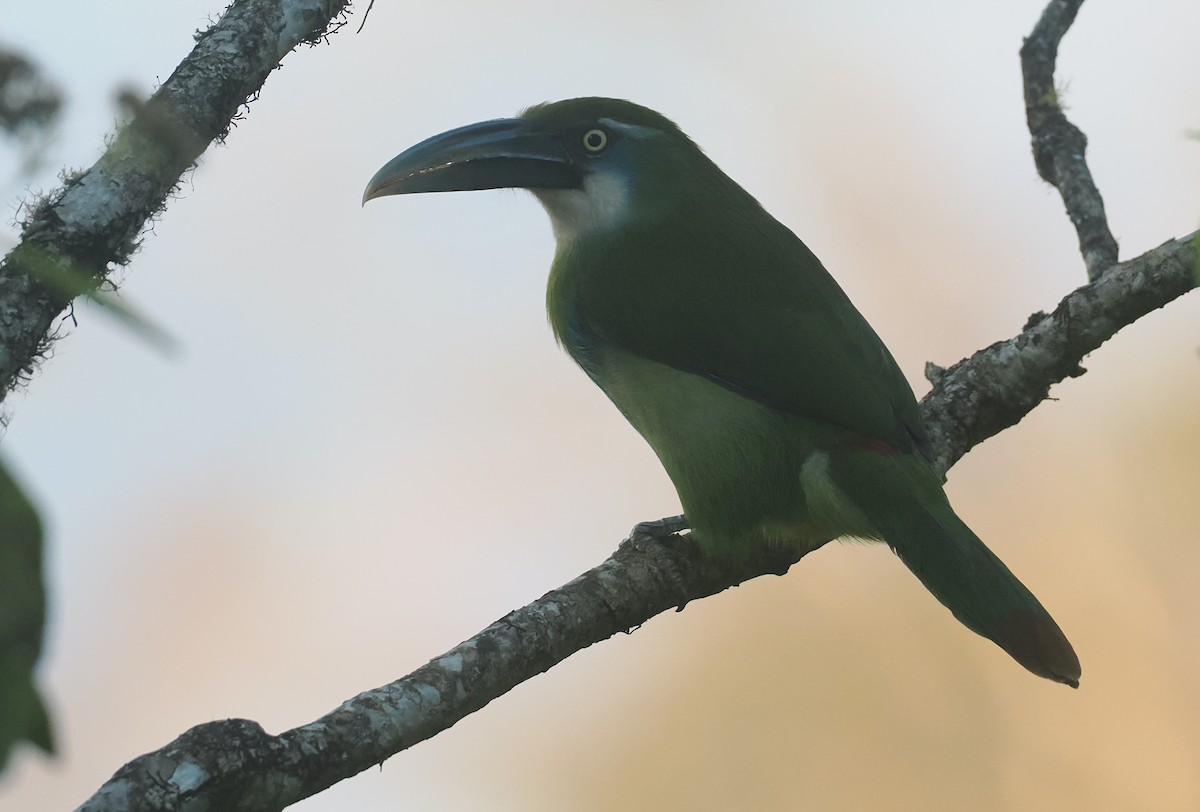 Сероклювый туканет - ML646325866