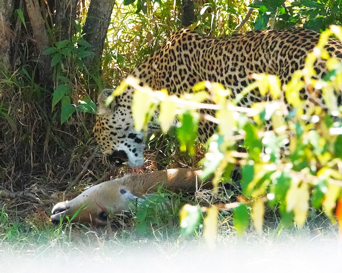 Animals - ML646325867