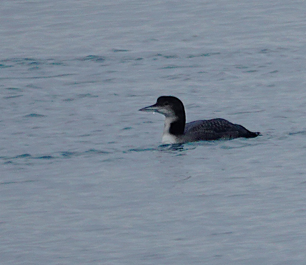 Черноклювая гагара - ML646325868