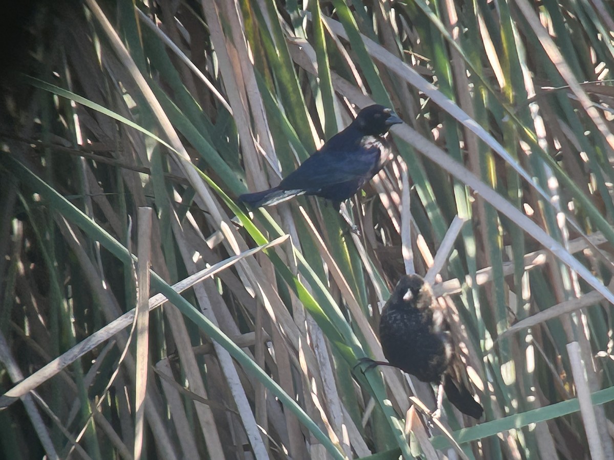 Shiny Cowbird - ML646325869