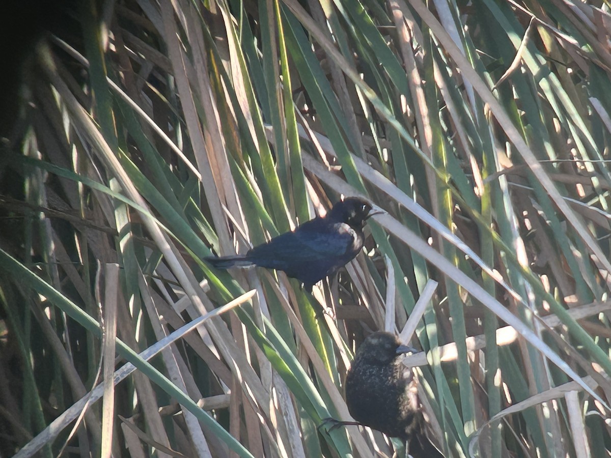 Shiny Cowbird - ML646325870