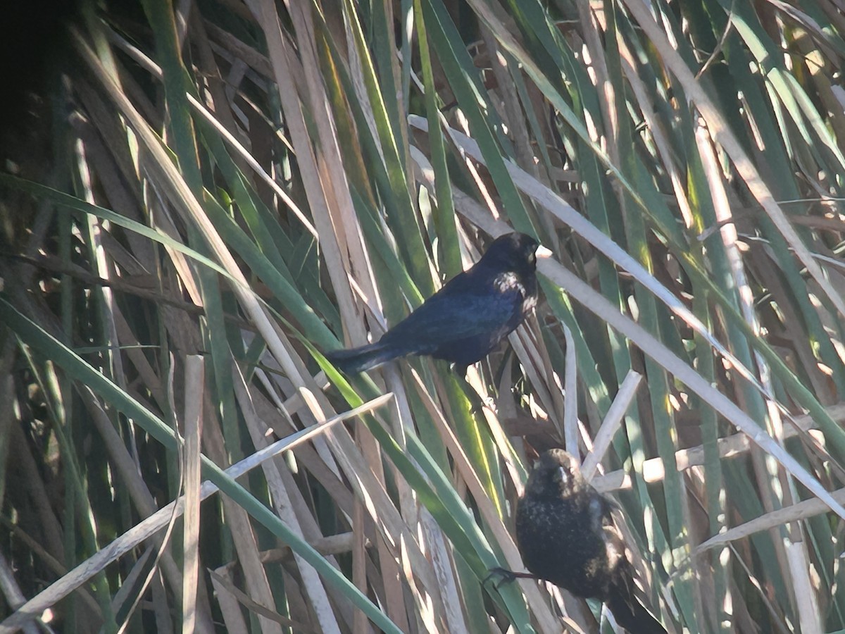 Shiny Cowbird - ML646325871