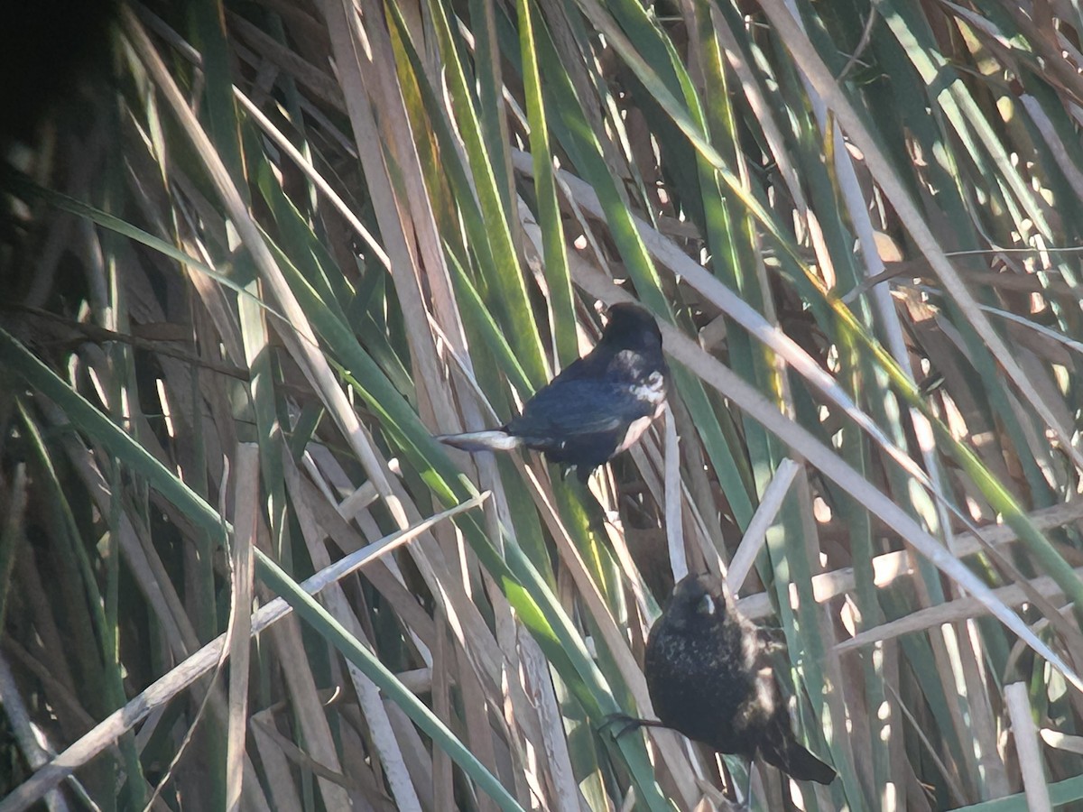 Shiny Cowbird - ML646325873