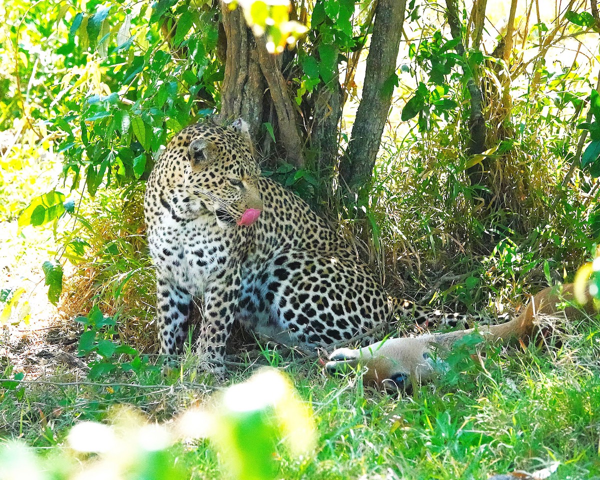 Animals - ML646325874