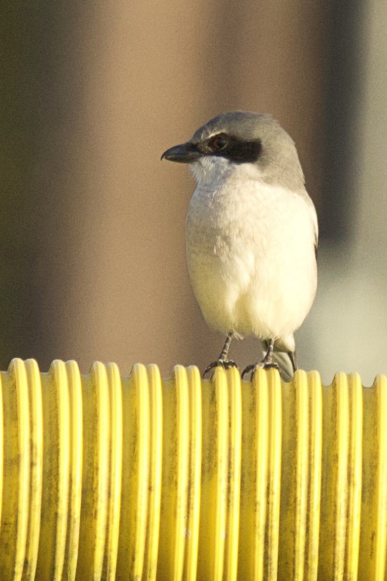 Американский сорокопут - ML646325875