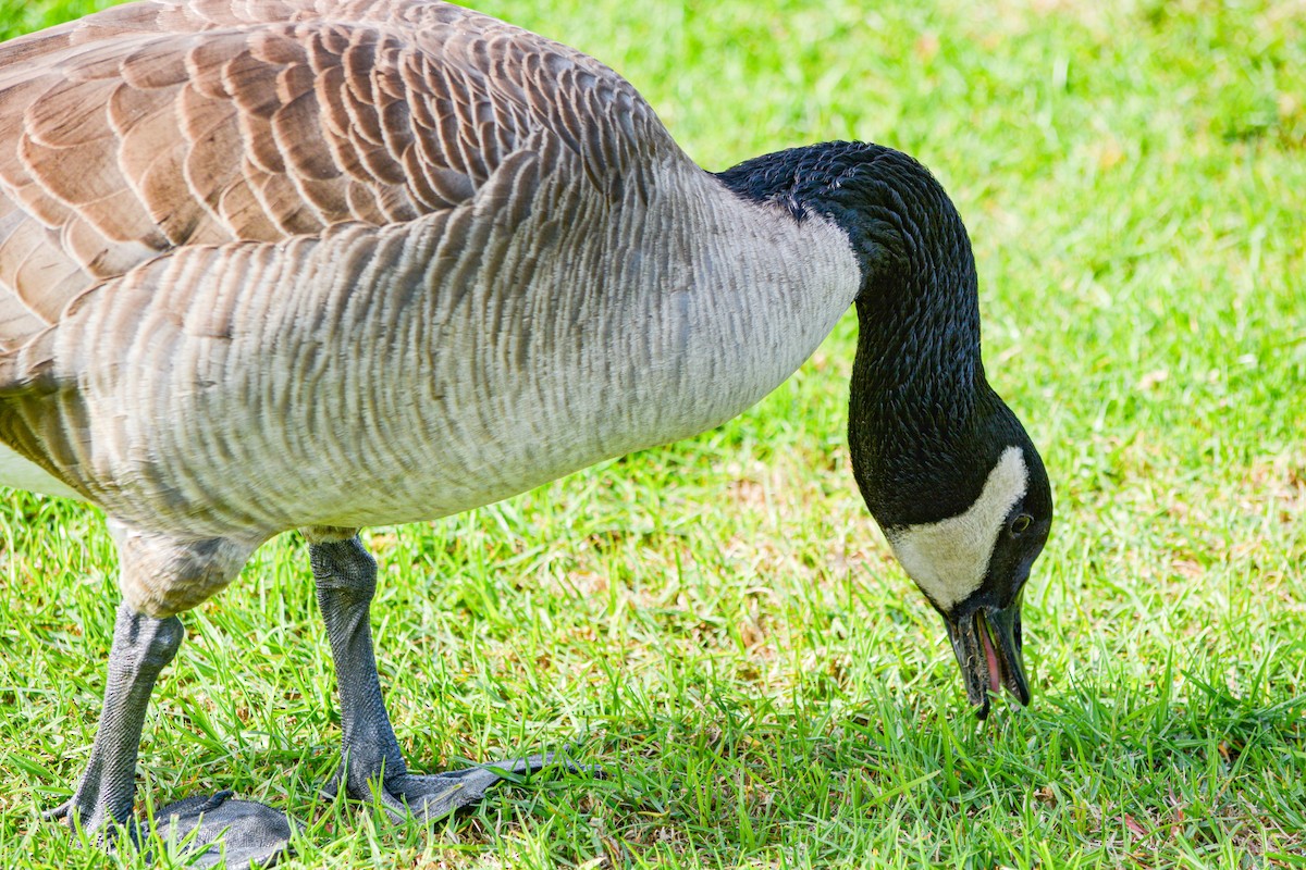 Канадская казарка - ML646325876