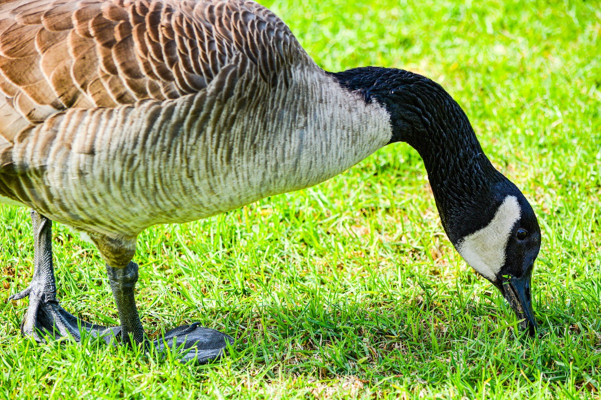 Канадская казарка - ML646325877