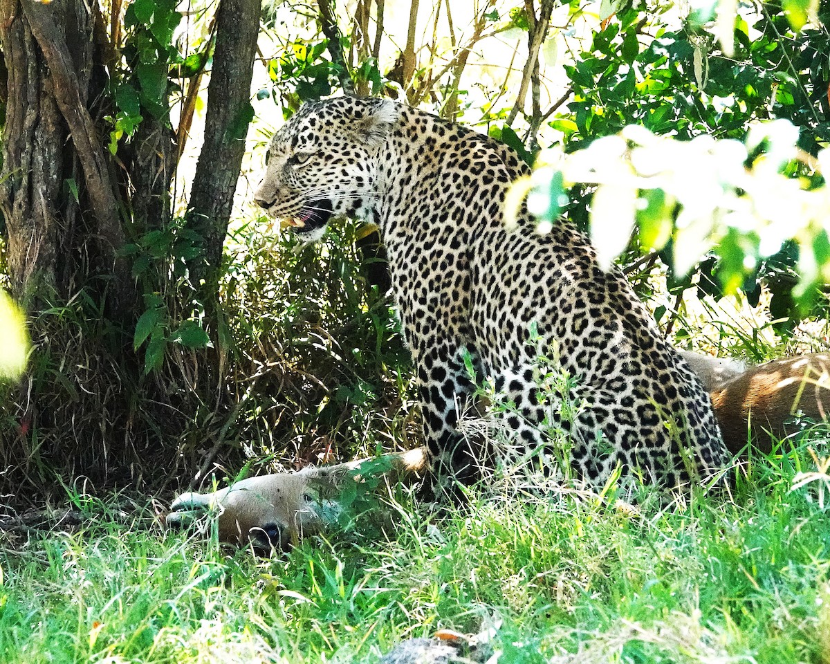 Animals - ML646325878