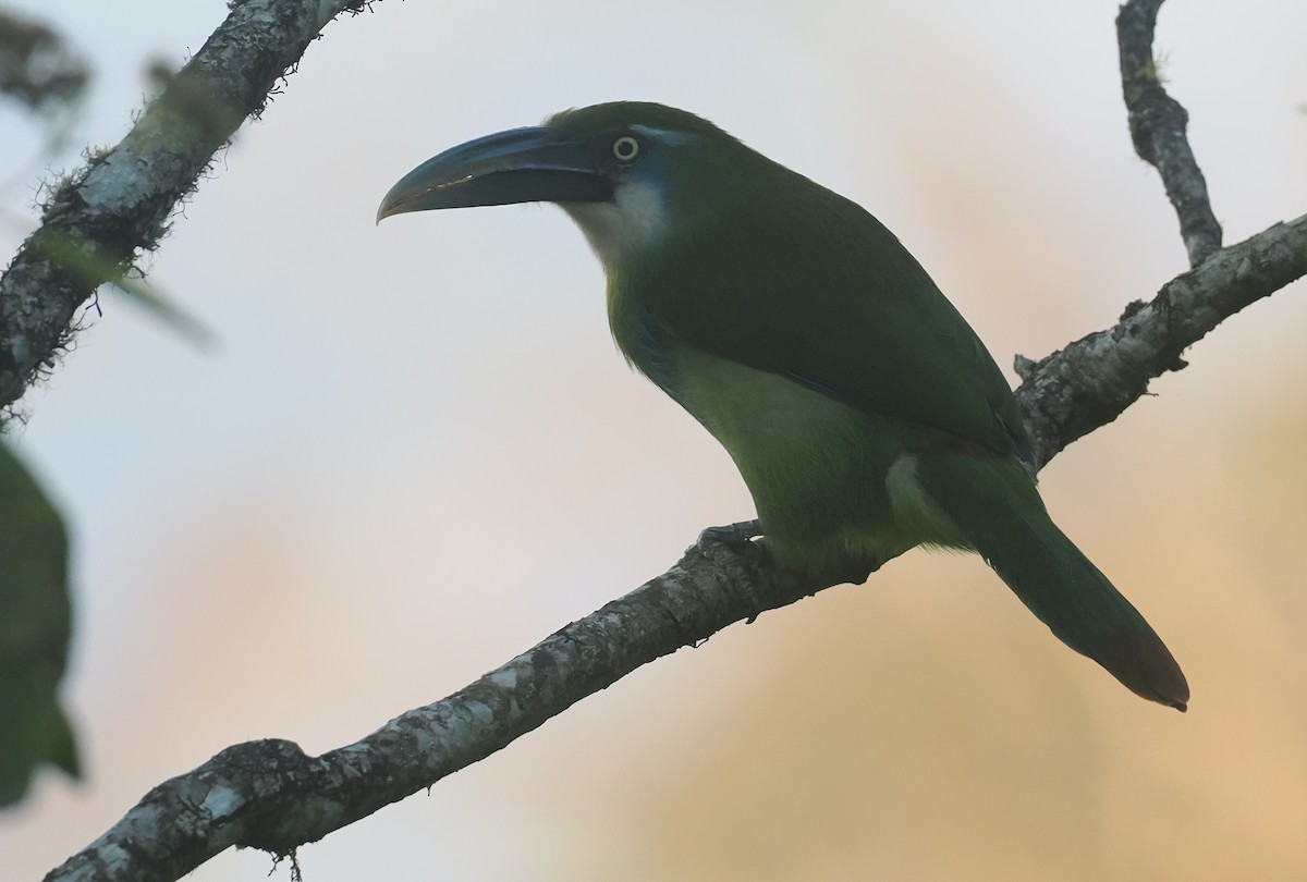 Сероклювый туканет - ML646325882