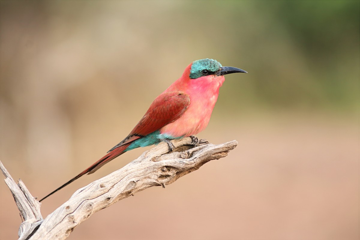 Карминная щурка - ML646325883