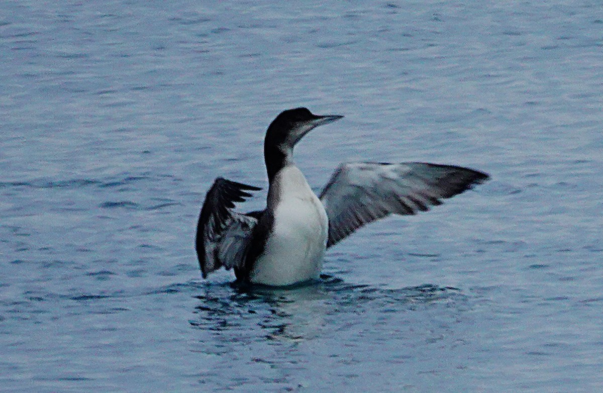 Черноклювая гагара - ML646325885