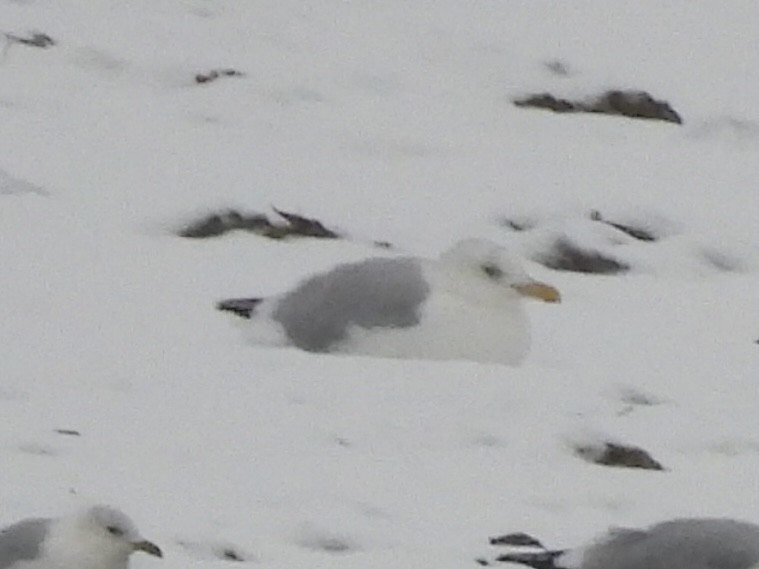 Американская чайка - ML646325886